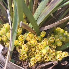 Lomandra bracteata