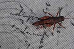 Melanoplus mancus
