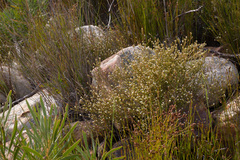 Coleonema juniperinum