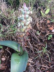 Lachenalia judithiae