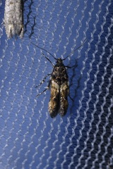 Walshia miscecolorella