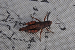 Melanoplus mancus