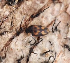 Litargus