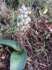 Lachenalia judithiae