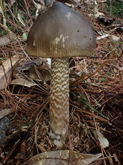 Amanita liquii