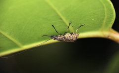 Apolecta
