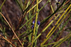 Psoralea aphylla