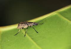 Apolecta