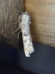 Lithomoia germana