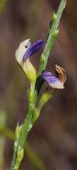 Psoralea aphylla