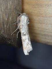 Lithomoia germana
