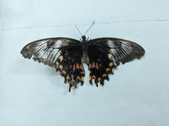 Papilio polytes