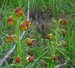 Senecio bigelovii