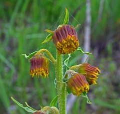 Senecio bigelovii