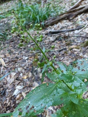 Scrophularia umbrosa