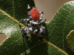 Phidippus tyrrelli