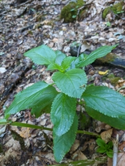 Scrophularia umbrosa