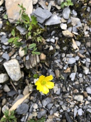 Ranunculus formosa-montanus