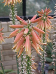 Aloe yavellana