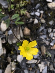 Ranunculus formosa-montanus