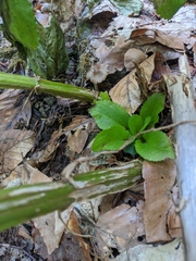 Scrophularia umbrosa