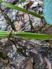 Scrophularia umbrosa