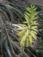 Aloe pendens
