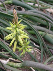 Aloe pendens