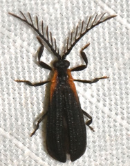 Leptoceletes basalis