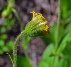 Arnica parryi