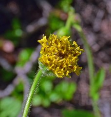 Arnica parryi