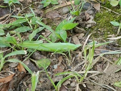 Euconocephalus nasutus