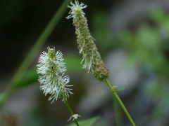 Sanguisorba
