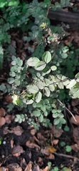 Angiospermae