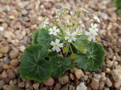 Androsace rotundifolia