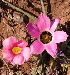 Romulea atrandra atrandra