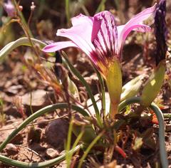 Romulea atrandra atrandra