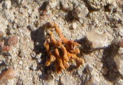Dufourea flammea