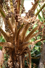 Cyathea cooperi