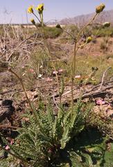 Senecio spiraeifolius