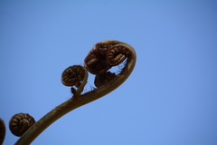 Cyathea cooperi