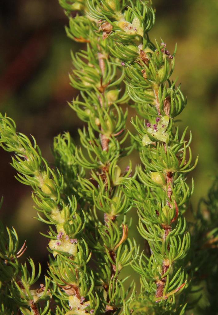 Cliffortia subsetacea (Plants of Kenilworth Racecourse Nature Reserve ...