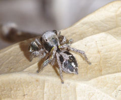Habronattus cuspidatus
