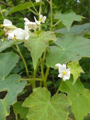 Begonia palmeri