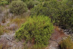 Cliffortia subsetacea