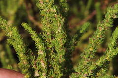 Cliffortia subsetacea