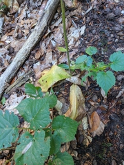 Platanthera chlorantha