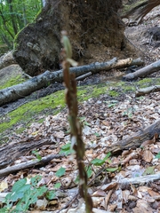 Platanthera chlorantha