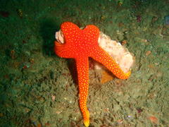 Fromia schultzei