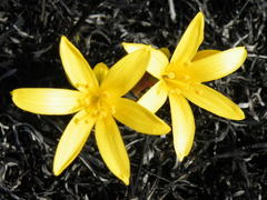 Cyrtanthus breviflorus